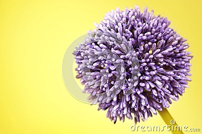 Purple Alium flower on yellow background Stock Photo