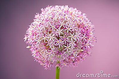 Purple alium onion flower Stock Photo