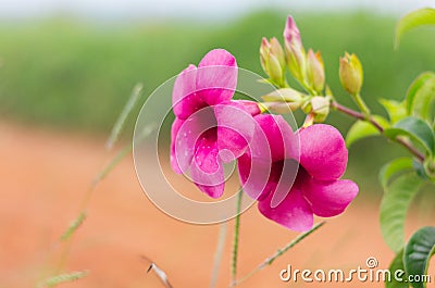 Purple allamnda, Violet allamanda Allamanda blanchetii Stock Photo