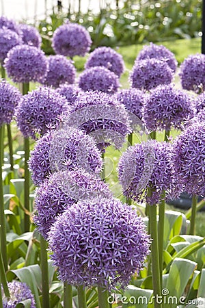 Purple Allium 4 Stock Photo