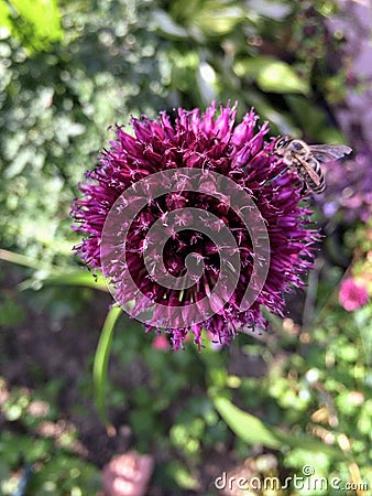 Closeup of allium purple bloom with bee Stock Photo