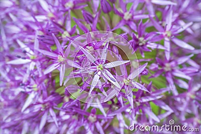 Purple allium bulbs flower background close up Stock Photo