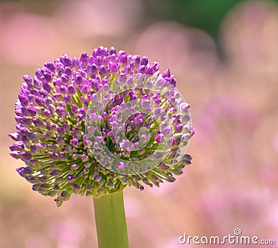 Purple Allium flower head with lavender bokeh background Stock Photo
