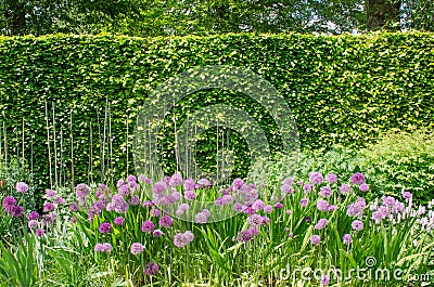 Purple alliums in English Border with Hedge Stock Photo