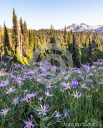 Purple alpine aster wild flowers in bloom in the Paradise area of Mount Rainier National park Stock Photo