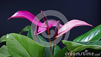 purple Anthurium andraeanum Linden flowers Stock Photo