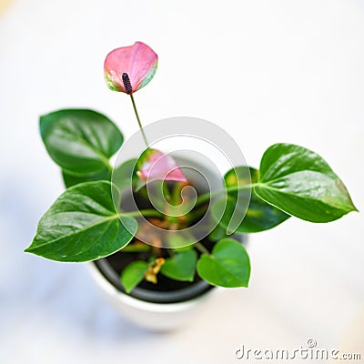 Purple anthurium andreanum close up isolated on background Stock Photo