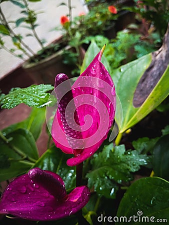 Purple Anthurium flower closeup Stock Photo