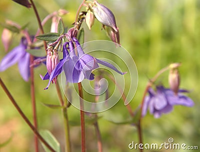 Pleasant Pastels Soft Focus Columbine Flowers Stock Photo