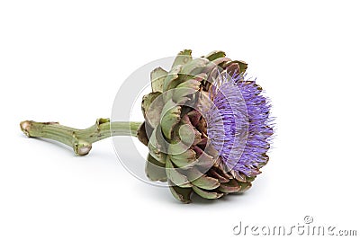Purple artichoke flower Stock Photo