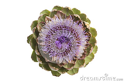 Purple artichoke flower seen from above Stock Photo