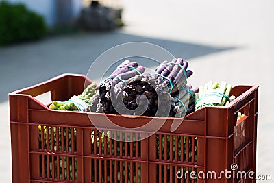Purple asparagus in the basket, freshly harvested Stock Photo