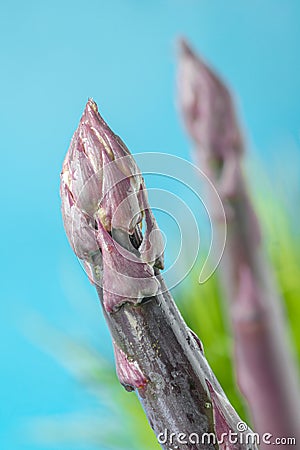 Purple asparagus Stock Photo