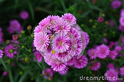 Purple Aster amellus flower Stock Photo