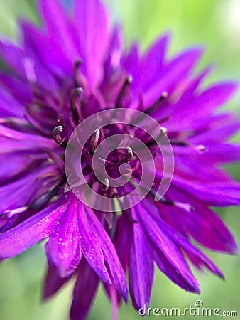Purple Aster Feature Stock Photo