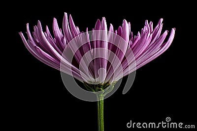 Purple aster flower macro Stock Photo