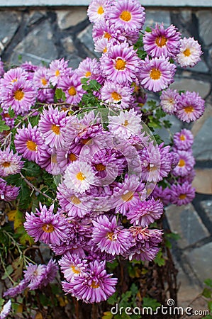 Purple aster Stock Photo