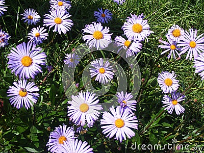 Purple aster novi belgii and dimosus. Summer blossom background. Floral background. Spring gardening Stock Photo