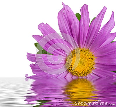 Purple aster in water Stock Photo