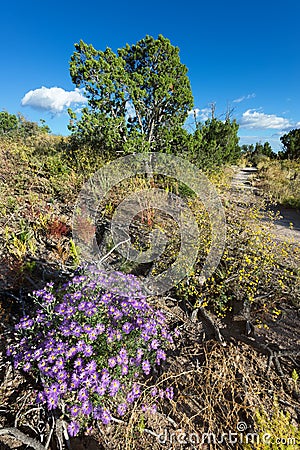 Purple Asters in Northern New Mexico Stock Photo