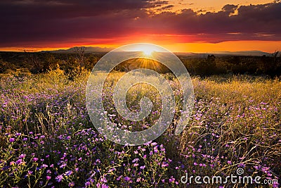 Purple Asters at Sunset Stock Photo