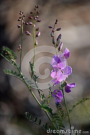 Purple Australian Indigo pea flowers, Indigofera australis Stock Photo