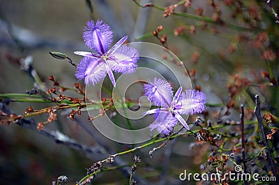 Purple Australian wild native Common Fringe lilies Stock Photo