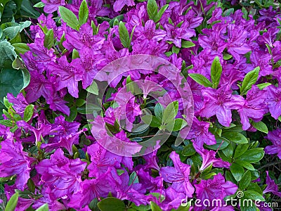 Purple Azalea Flowers and Green Leaves Stock Photo