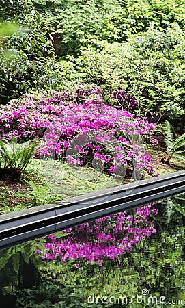 Purple Azalea and Reflection Stock Photo