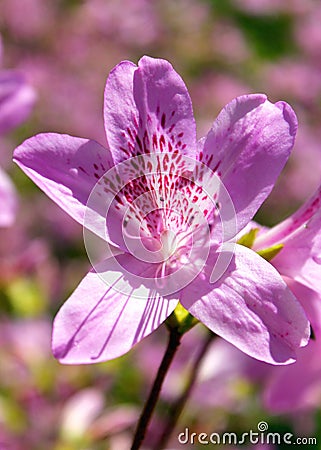 Purple Azalea Stock Photo