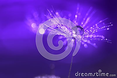 Purple background with water drops on a dandelion. An artistic image . Abstract macro Stock Photo