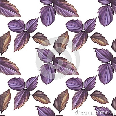 Purple basil. Seamless pattern of aromatic herbs. Gardening and cooking. Watercolor illustration of salad greens. For Cartoon Illustration