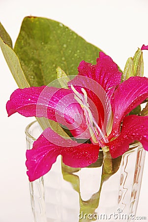 Purple Bauhinia Stock Photo