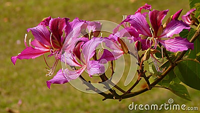 Purple Bauhinia flower blooming commonly called the Hong Kong Orchid Tree under the sunlight Stock Photo