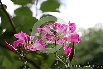 Purple Bauhinia Ã— blakeana or Hong Kong orchid flower blossom on the tree. Stock Photo