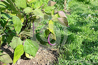 Purple bean hangs from dwarf French bean plant Stock Photo