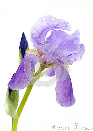 Purple bearded iris Stock Photo