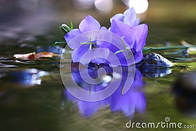 Purple beautiful flowers Stock Photo