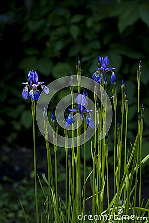 Purple beautiful wild iris flower in summer Stock Photo