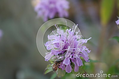 Purple bee balm visited by a honey bee gathering nectar Stock Photo