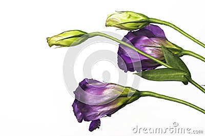 Purple bell flowers Stock Photo