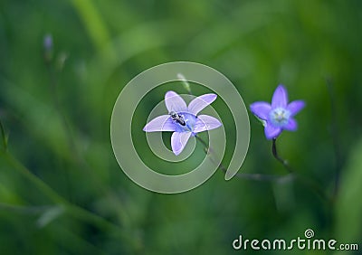 Purple bell flowers with a bee in the meadow Stock Photo