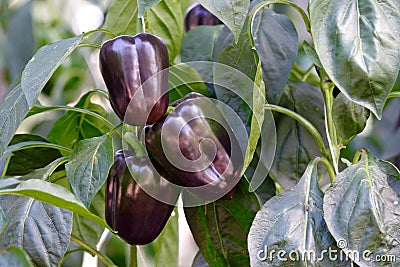 Purple bell pepper Stock Photo
