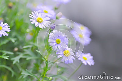 Purple Bellis perennis or daisy flower Stock Photo