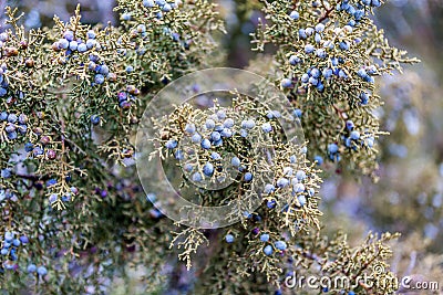 Purple berries on a tree Stock Photo