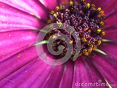 Purple Berry Stock Photo