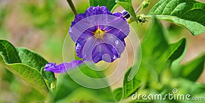 A purple bloom on a potato bush. Stock Photo