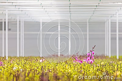 Purple blooming orchids in greenhouse Stock Photo