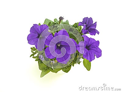 Purple blooming petunia flower in pot top angle isolated Stock Photo