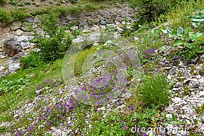 Purple blooming rock thyme (Acinos alpinus) flowers Stock Photo